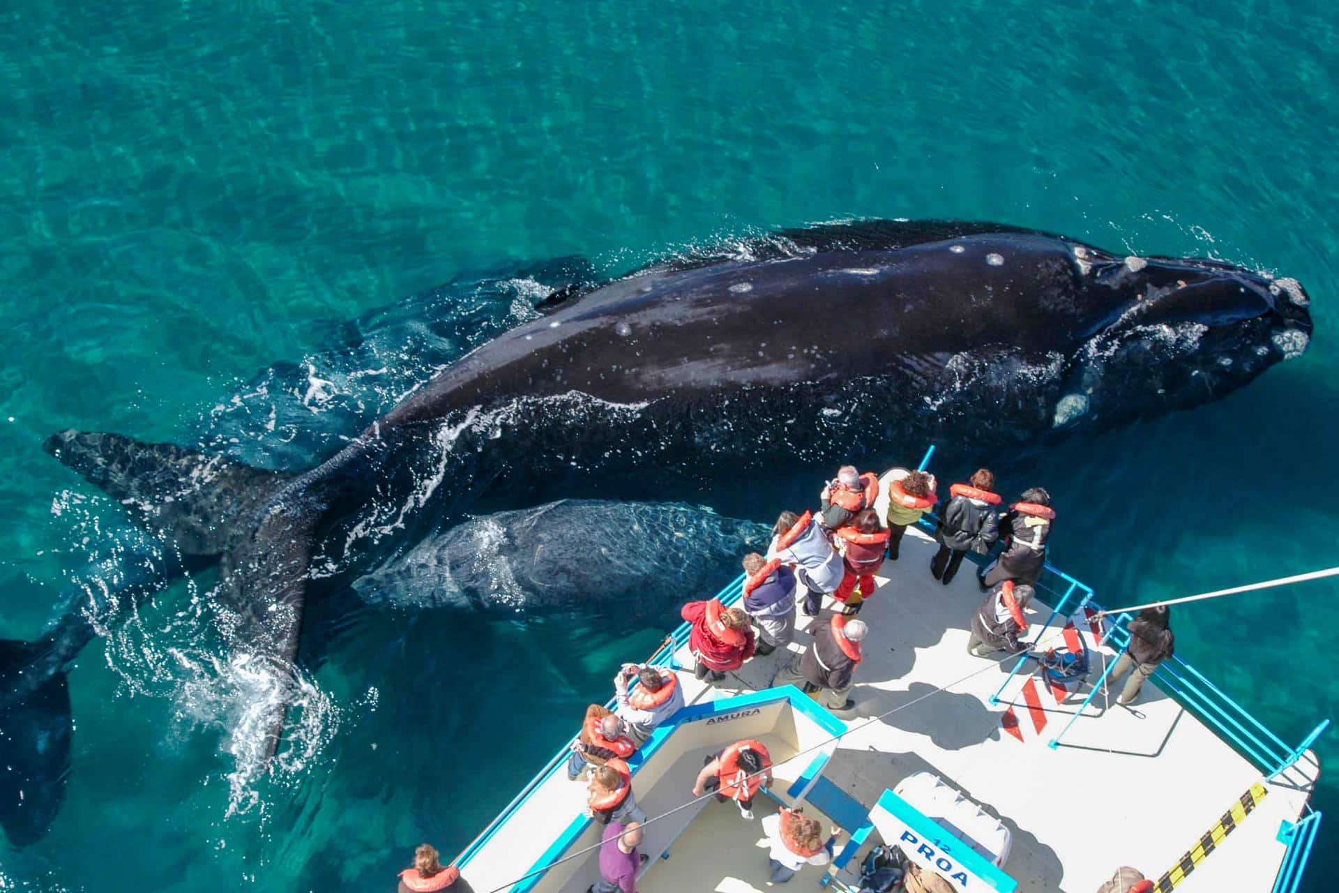 Ballena franca austral en Chubut