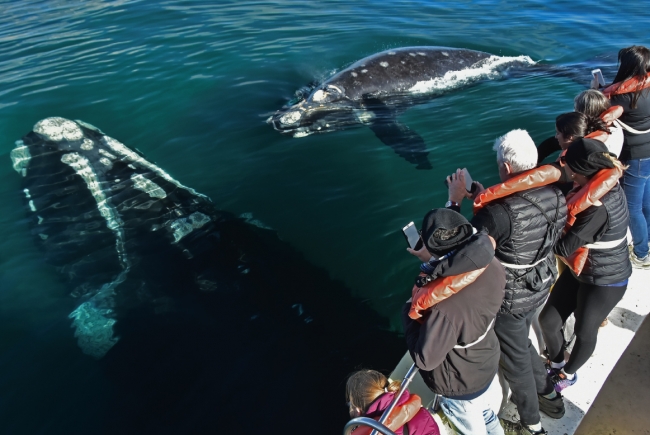 Patagonia Austral: ballenas, glaciares y fin del mundo